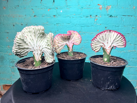 Euphorbia Lactea- Mermaid Tail cactus 6”