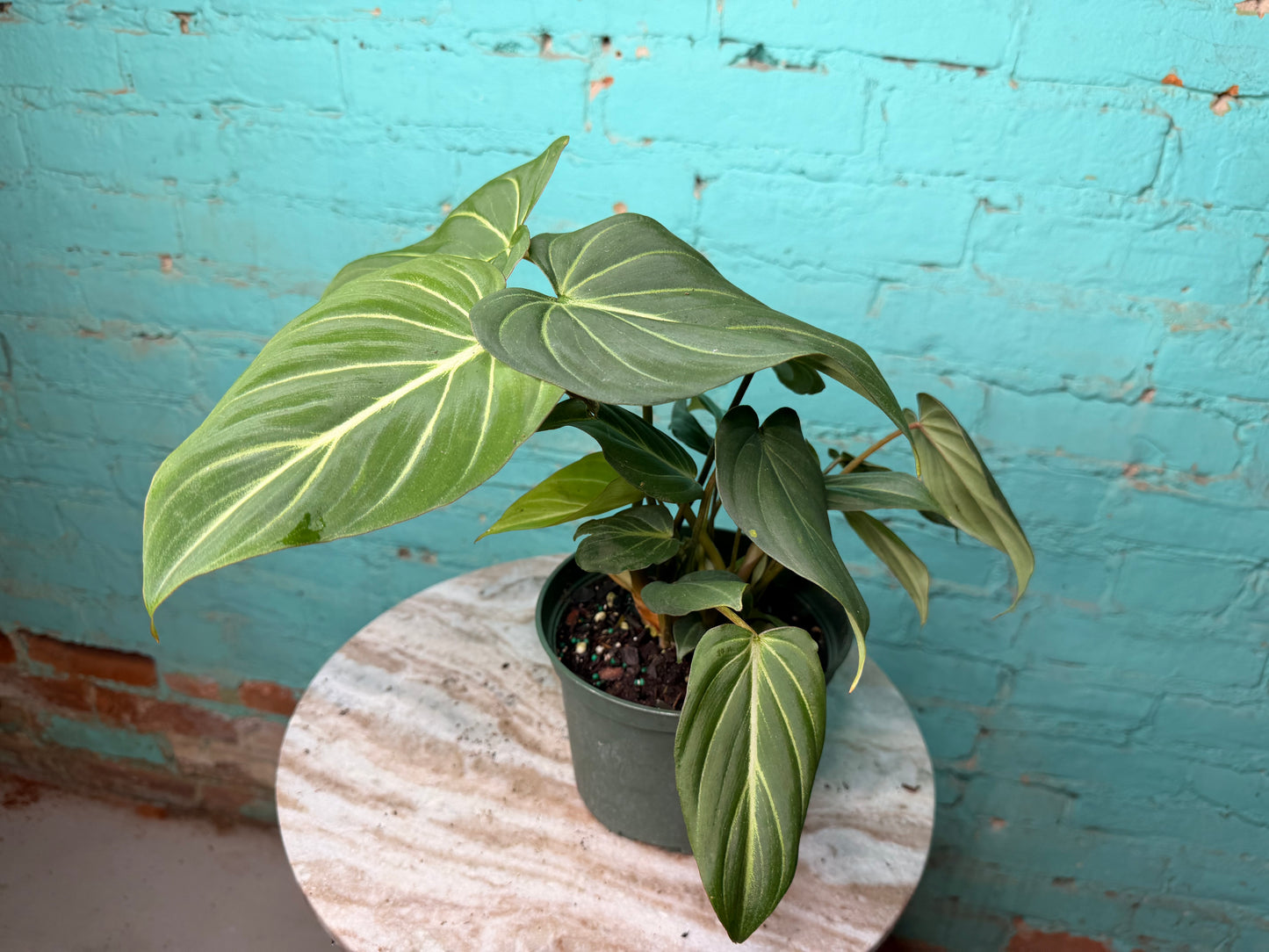 Philodendron Gloriosum 6”