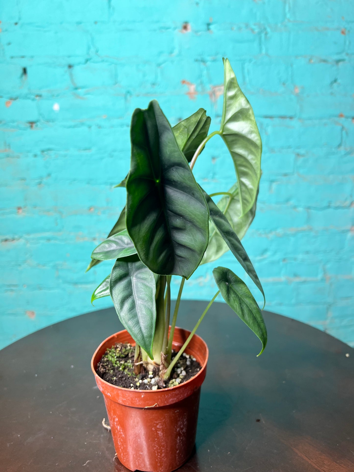 Alocasia Venusta 4”