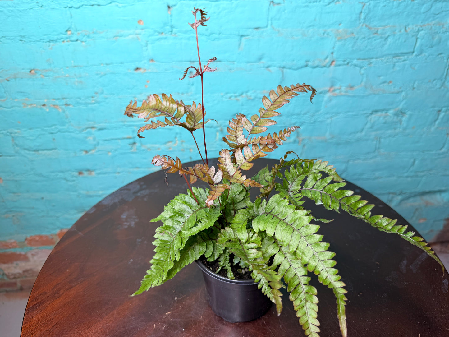 Pteris Cretica Brake Fern 4”