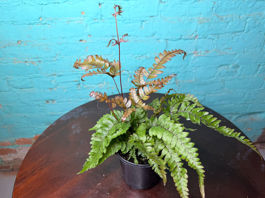 Pteris Cretica Brake Fern 4”