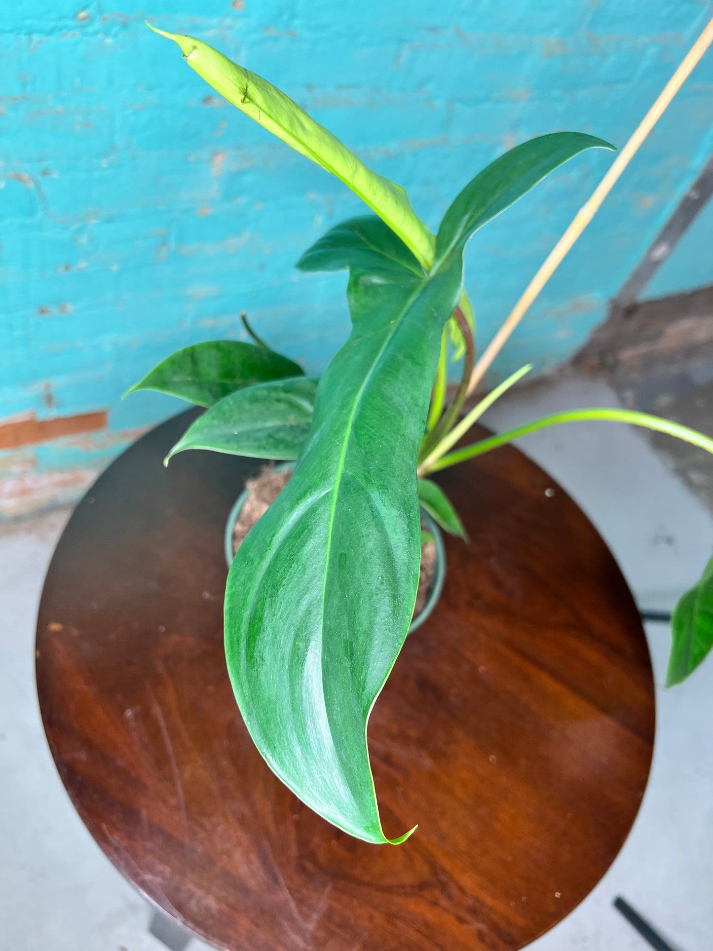 Philodendron Bette Waterbury 6”