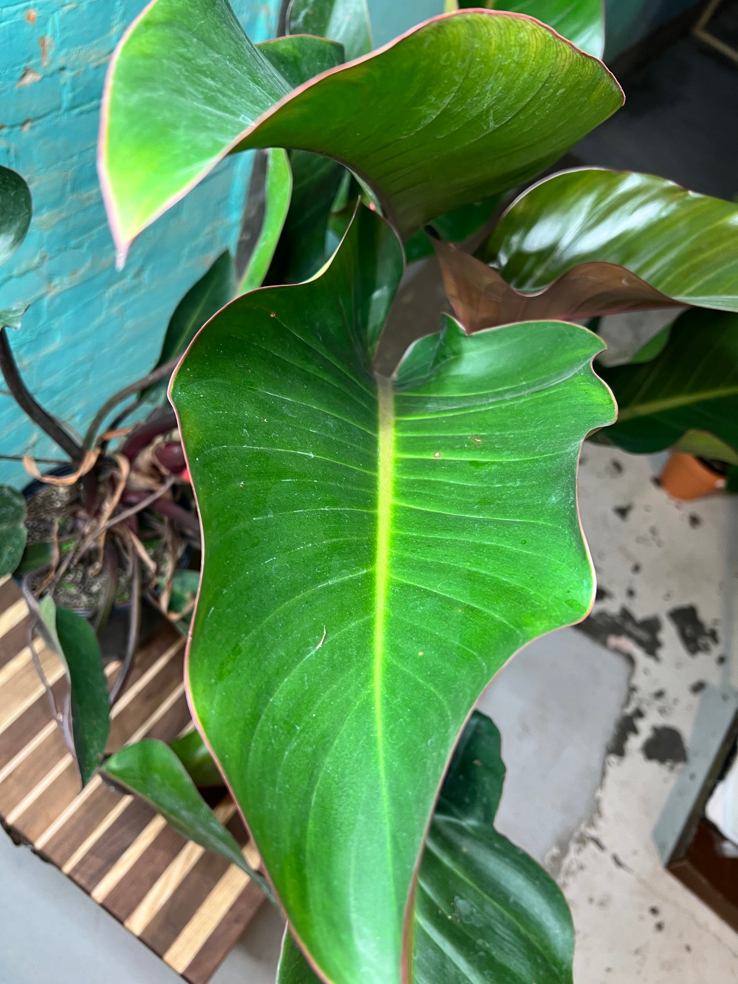Philodendron Imperial Red 10”