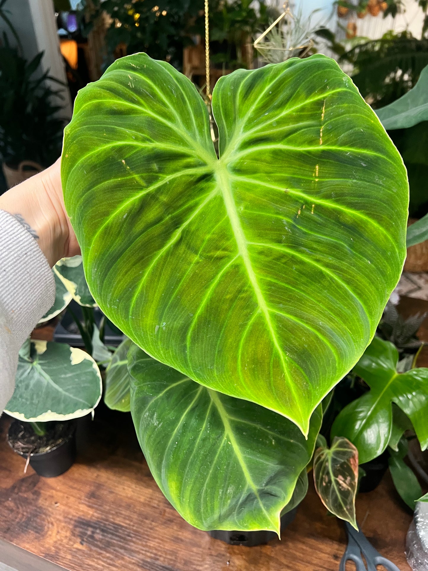 Philodendron El Choco Red 10”
