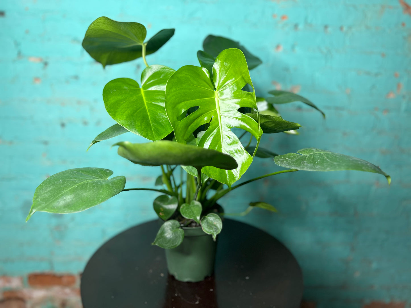 Monstera Deliciosa 6”
