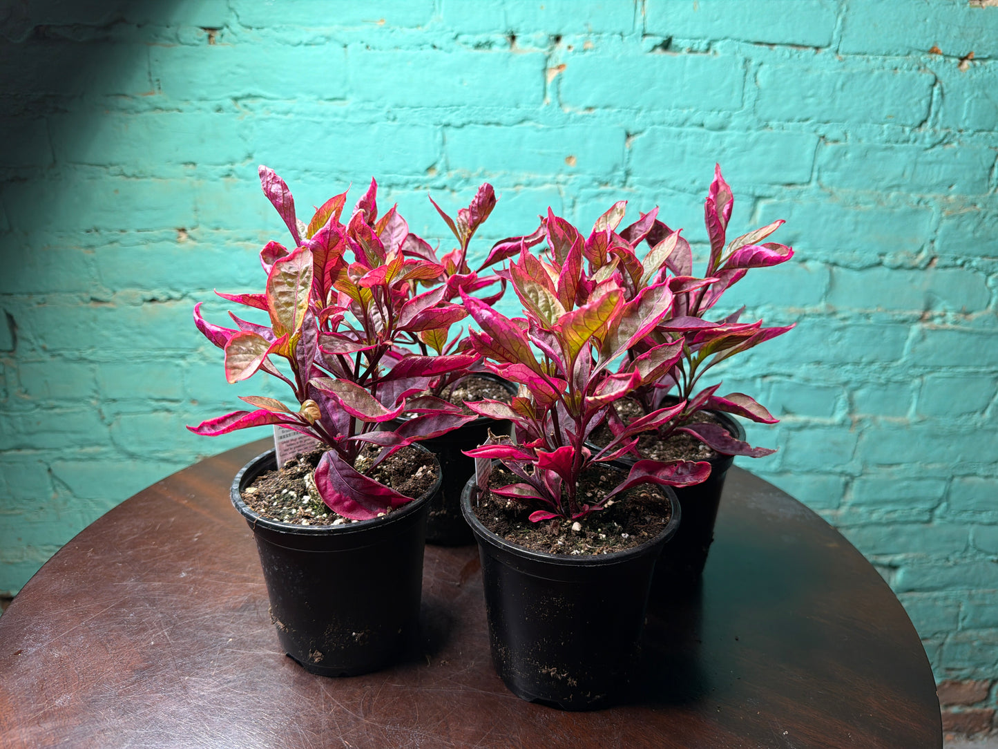 Alternanthera “Little Ruby” Party Time Plant 4”