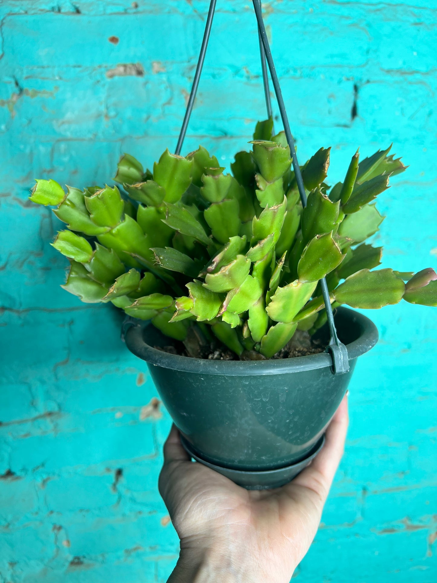 Christmas Cactus 6” basket-peach