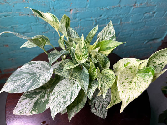 Snow Queen Pothos 6”