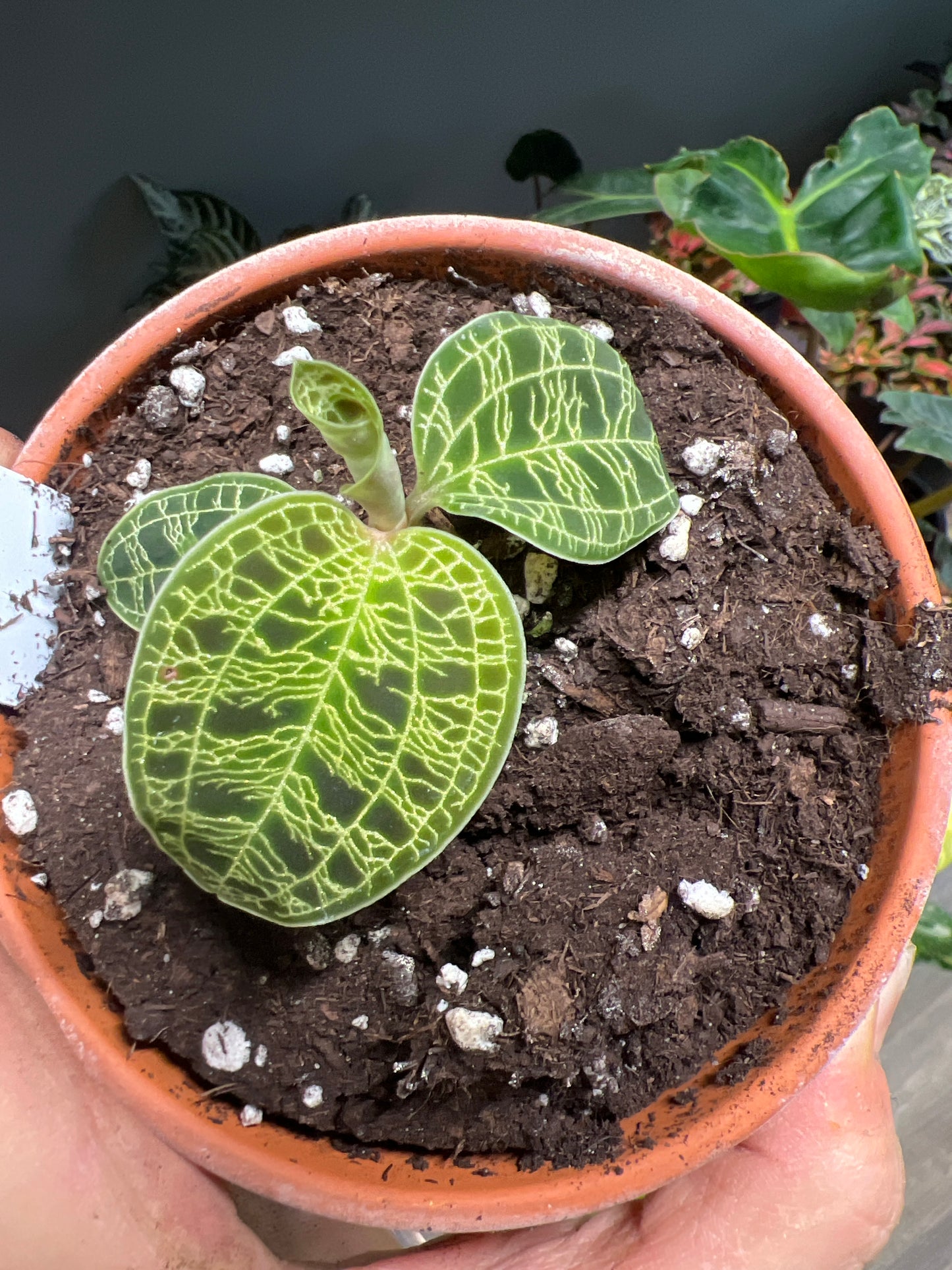 Jewel Orchid- Macodes Petola