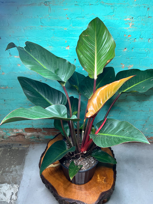 Philodendron Red Congo 10”
