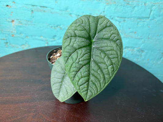 Alocasia Melo