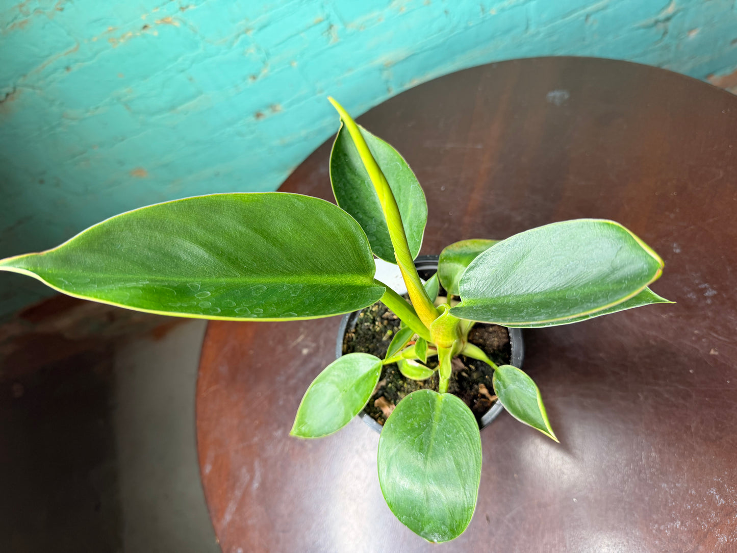 Philodendron Congo Thailand  4”