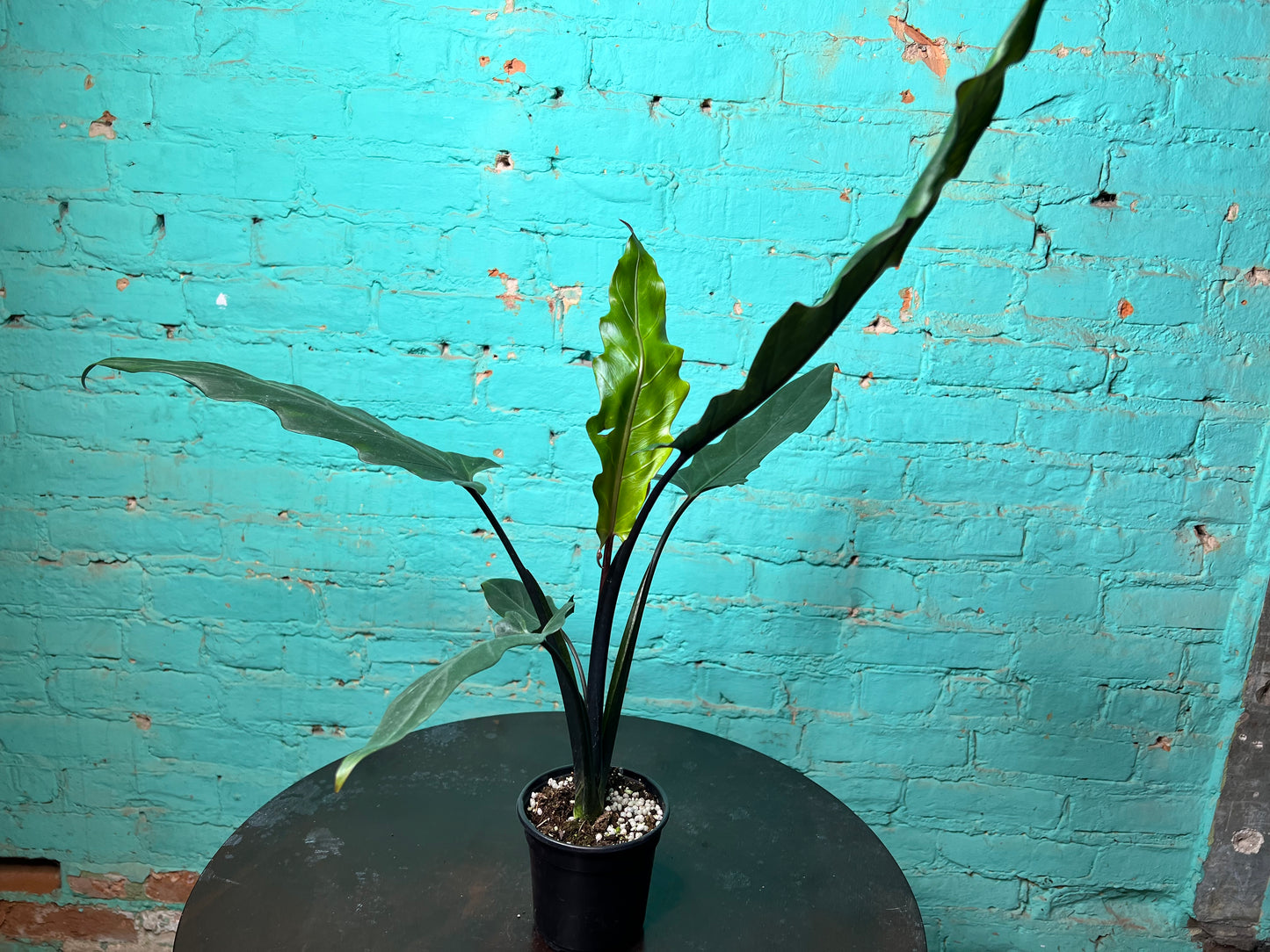 Alocasia Lauterbachiana Mint 4” (Sword Tree)