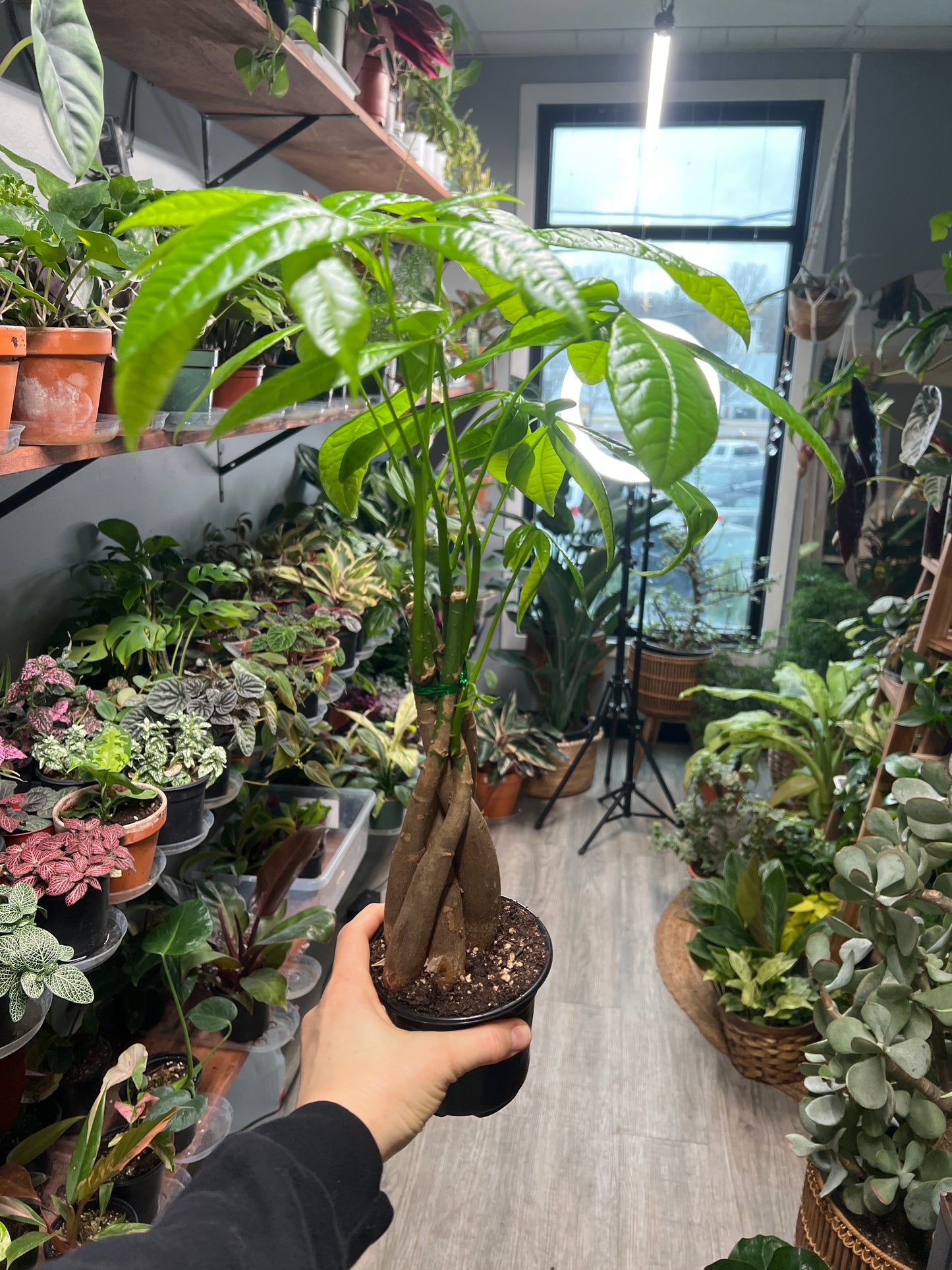 Money Tree (Pachira Glabra-Pet Friendly) 5”