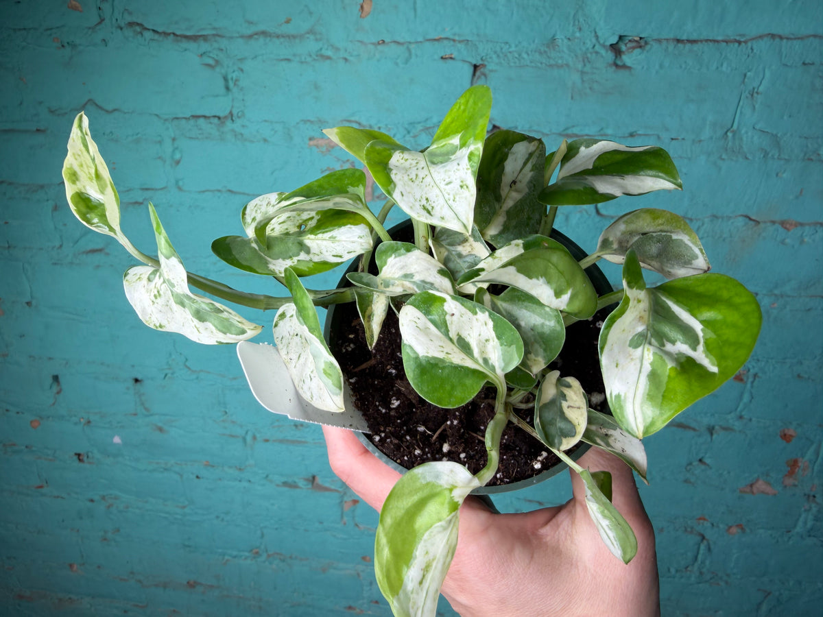 Pothos Pearls & Jade 4”