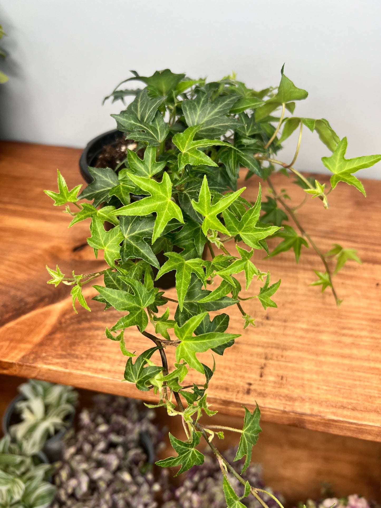 Swedish Ivy 4”