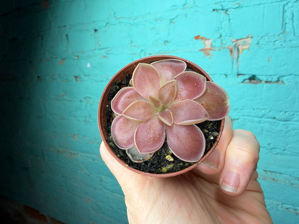 Pinguicula 6 Pack