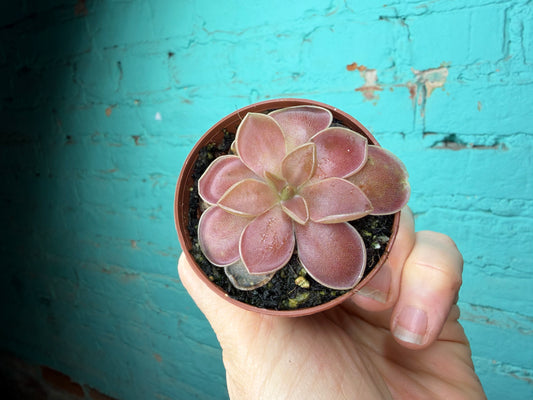 Pinguicula ‘Vorapensis Rosea’