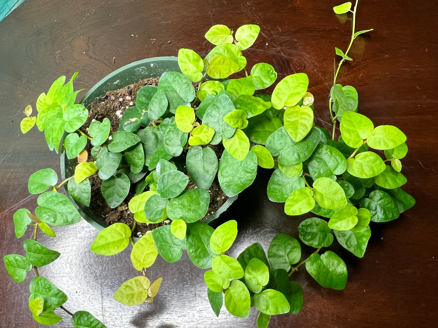 Creeping fig 4”