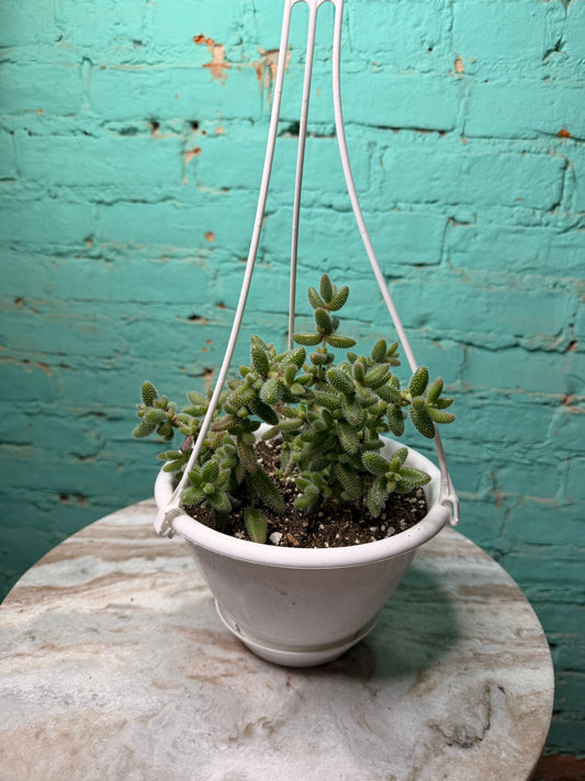 Pickle Plant 6” basket