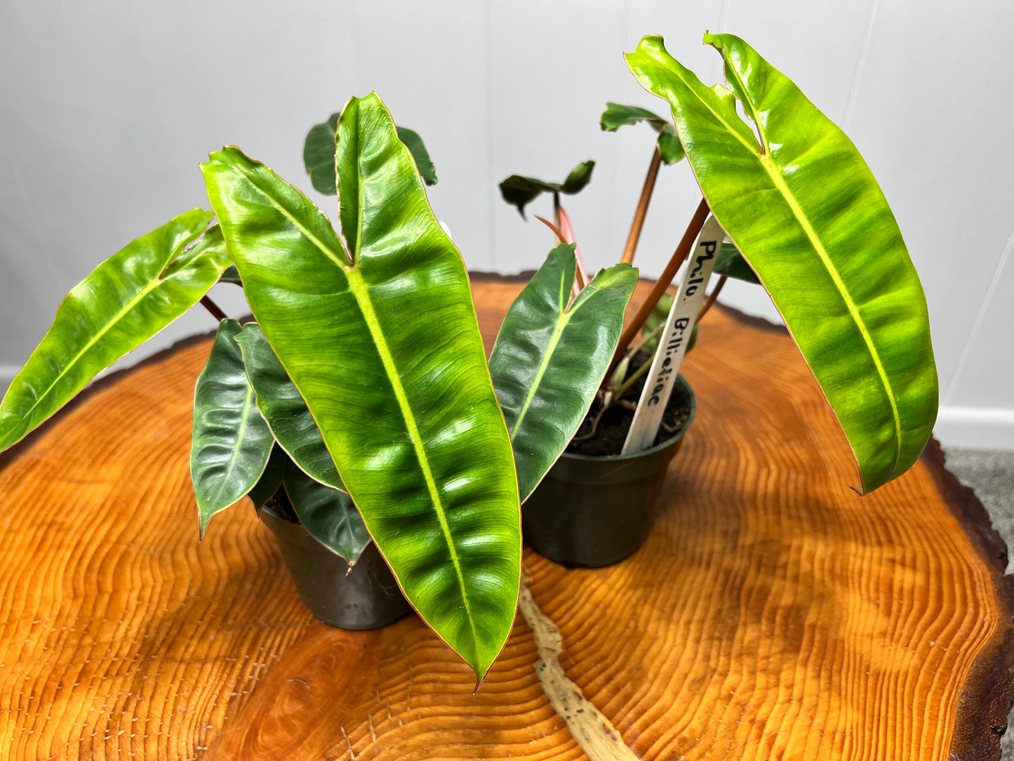 Philodendron Billietiae