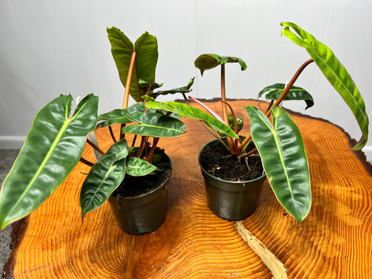 Philodendron Billietiae