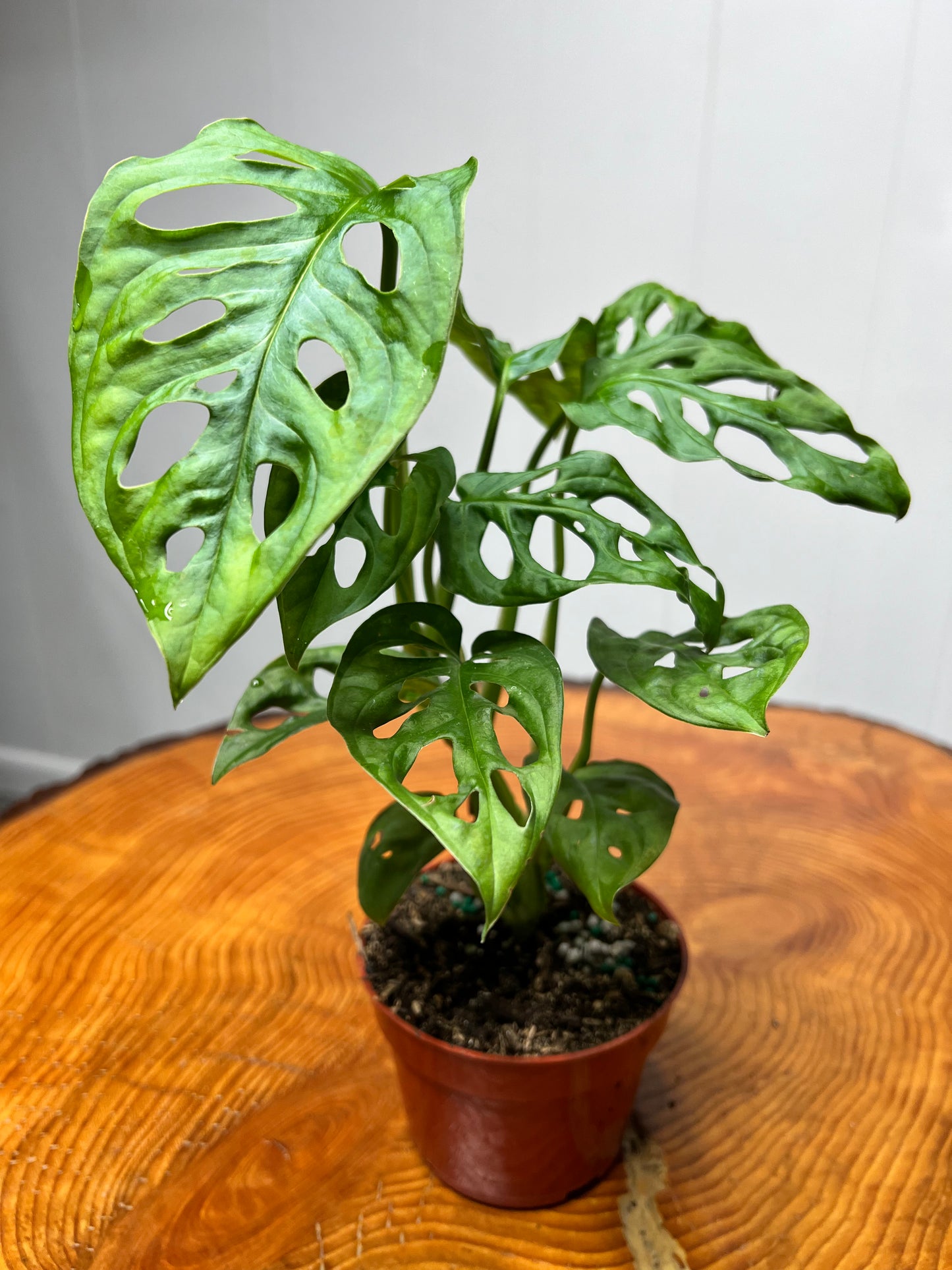 Philodendron Swiss Cheese- Wide form