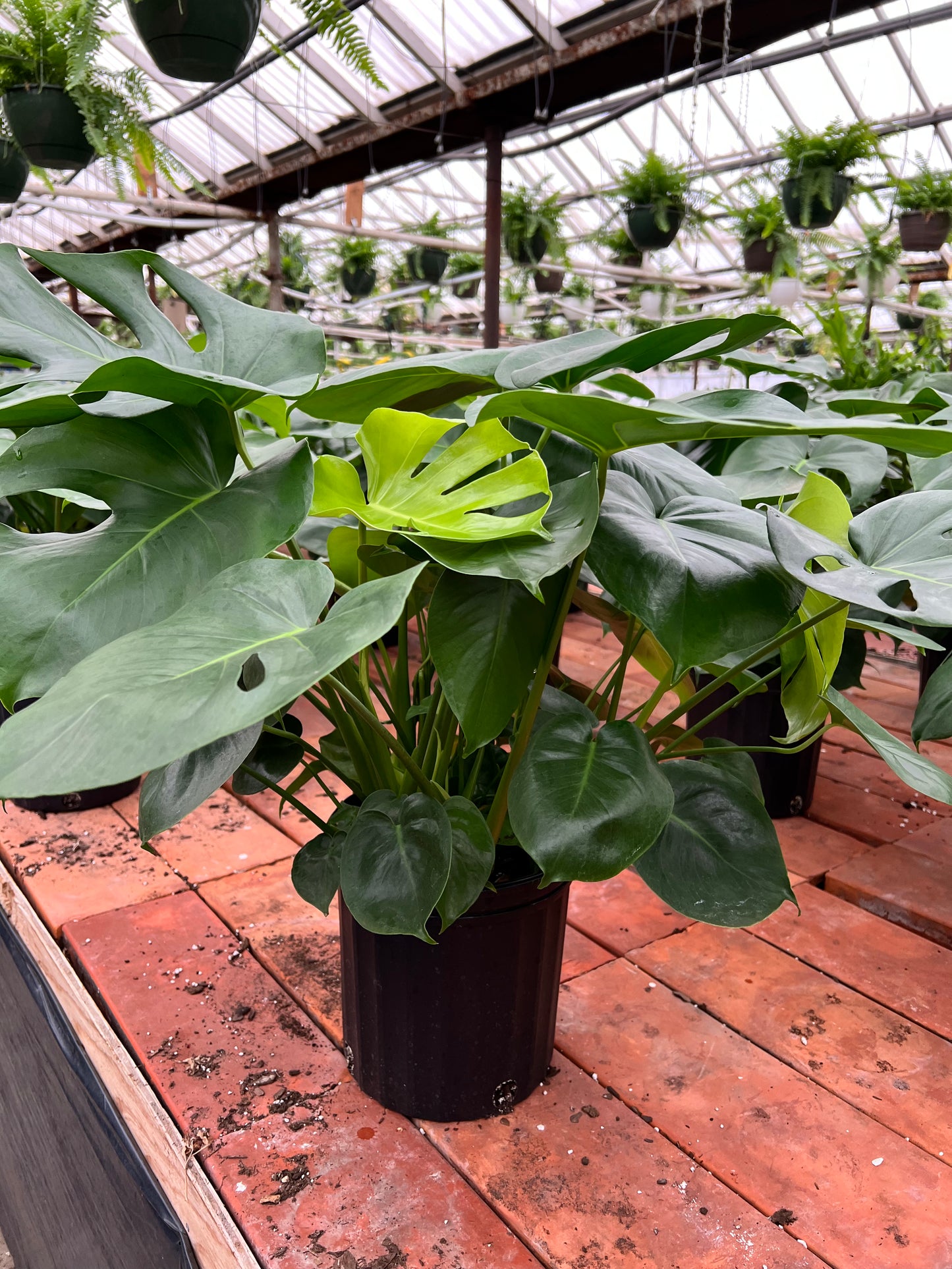 Monstera (8 inch)