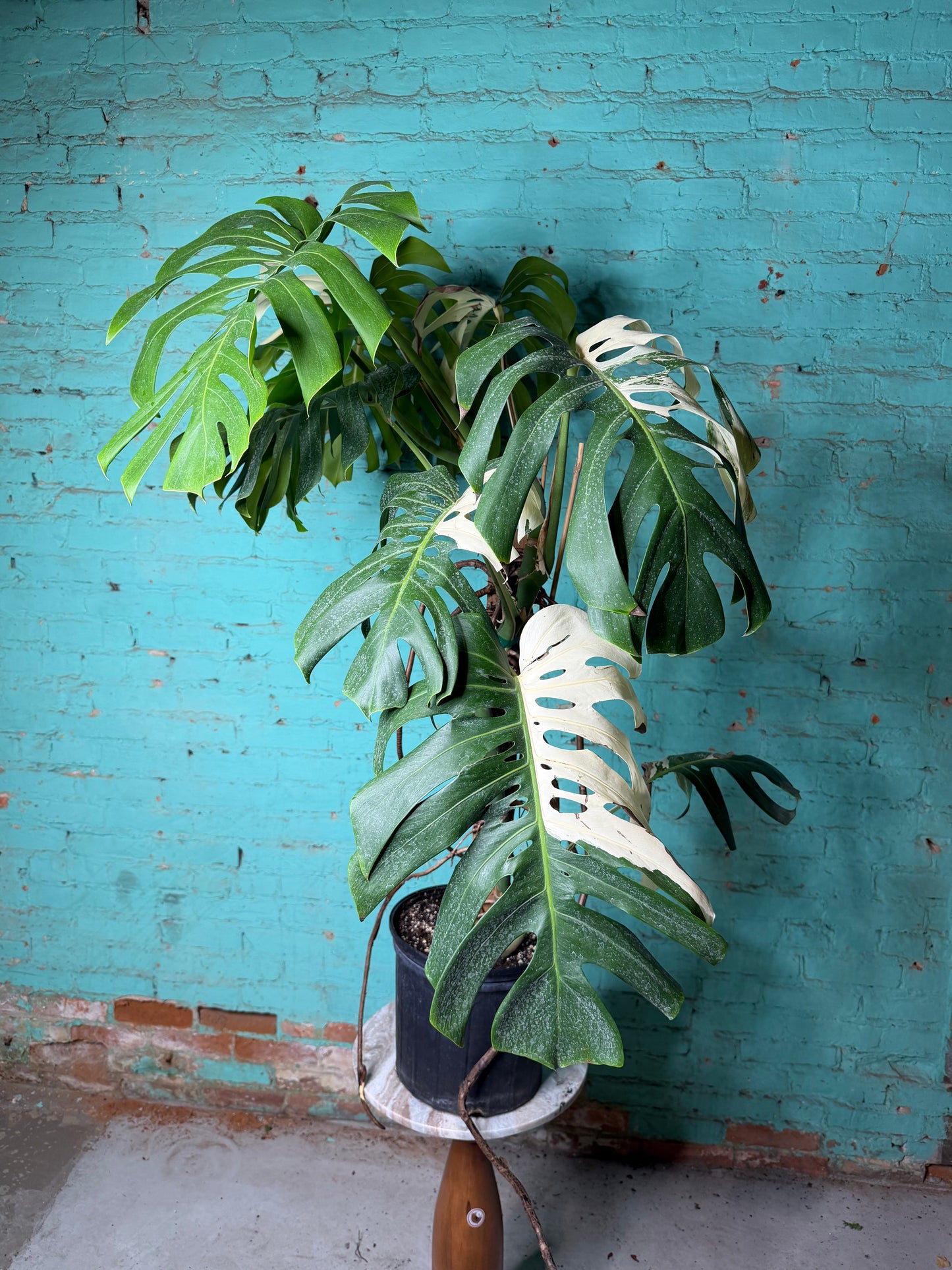Monstera Deliciosa Albo 10”