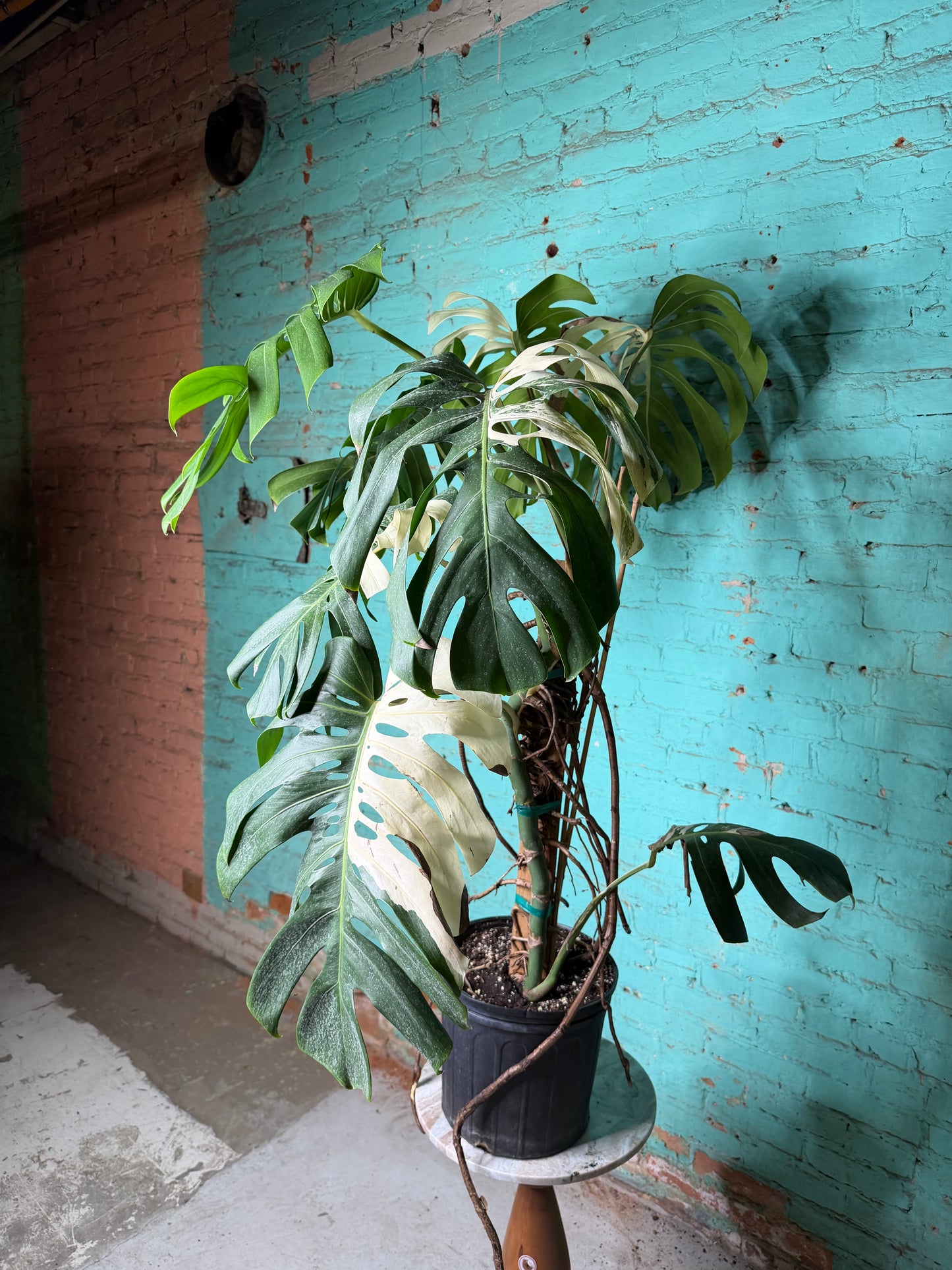 Monstera Deliciosa Albo 10”