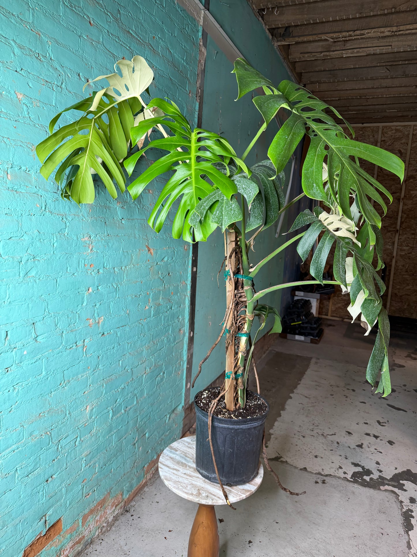 Monstera Deliciosa Albo 10”