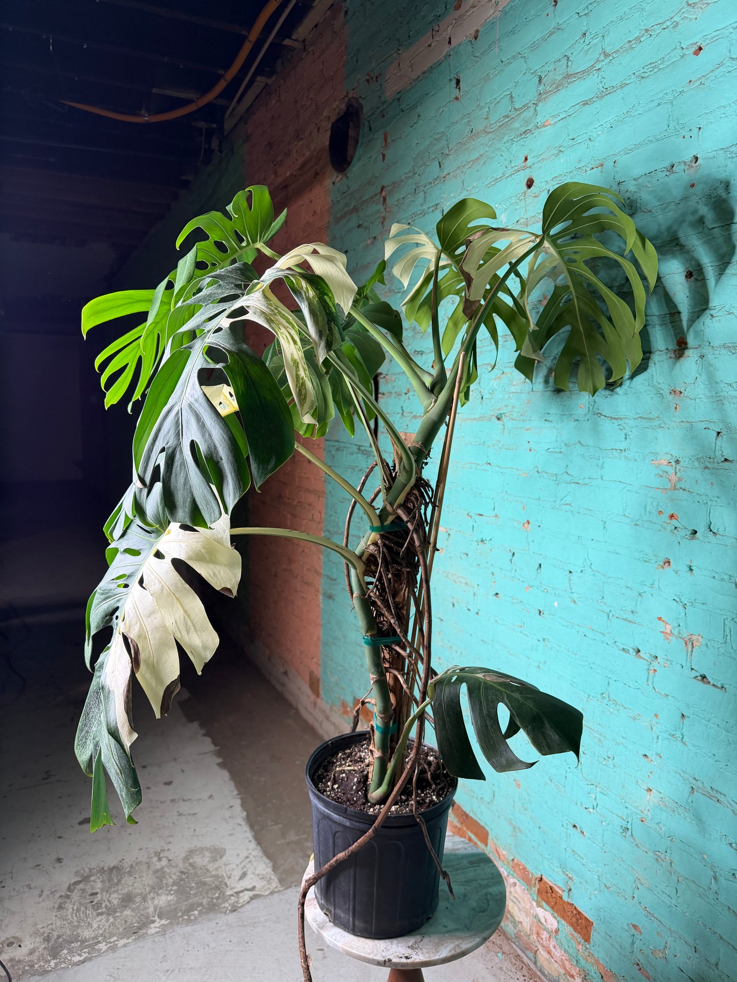 Monstera Deliciosa Albo 10”