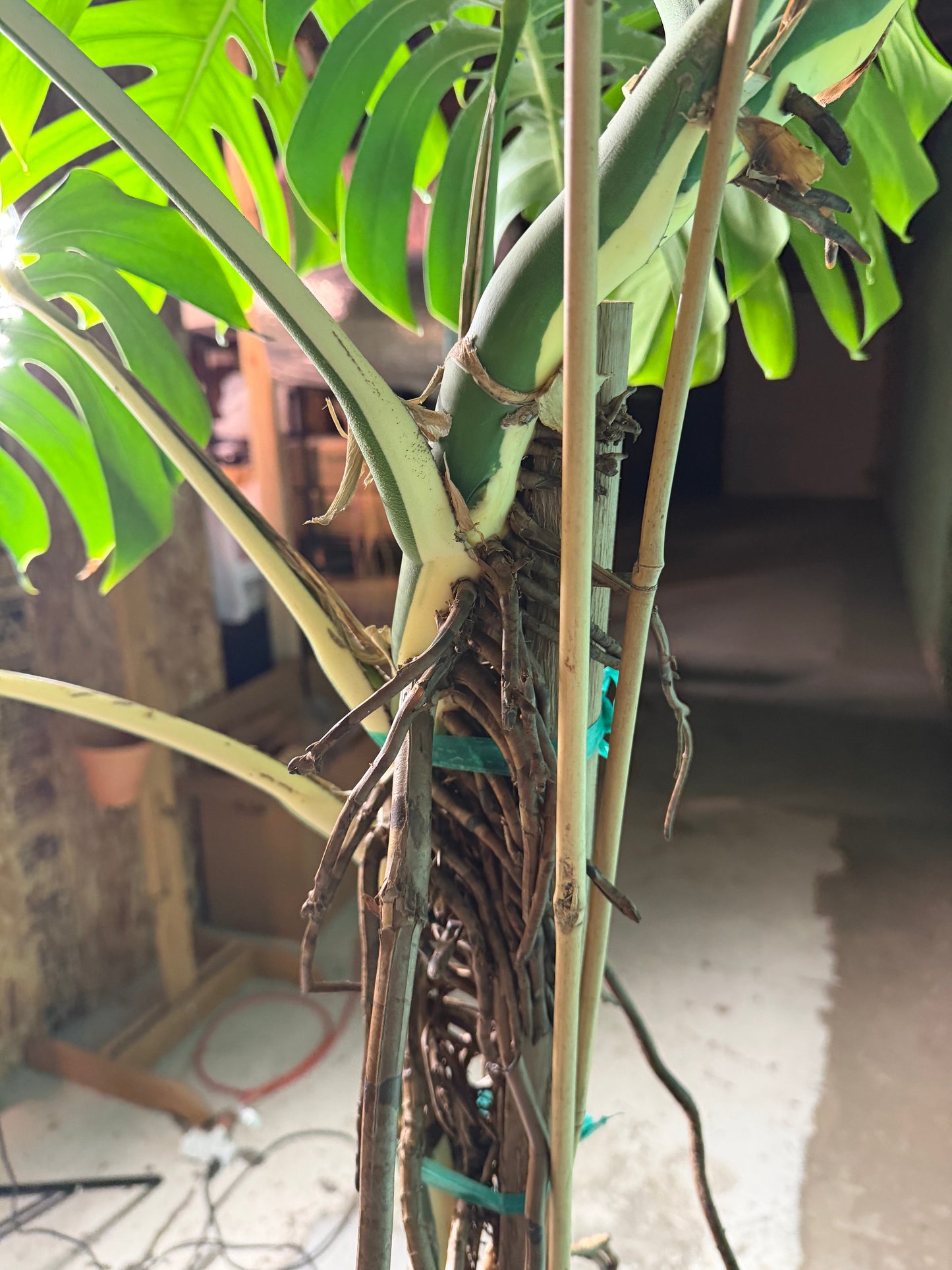 Monstera Deliciosa Albo 10”