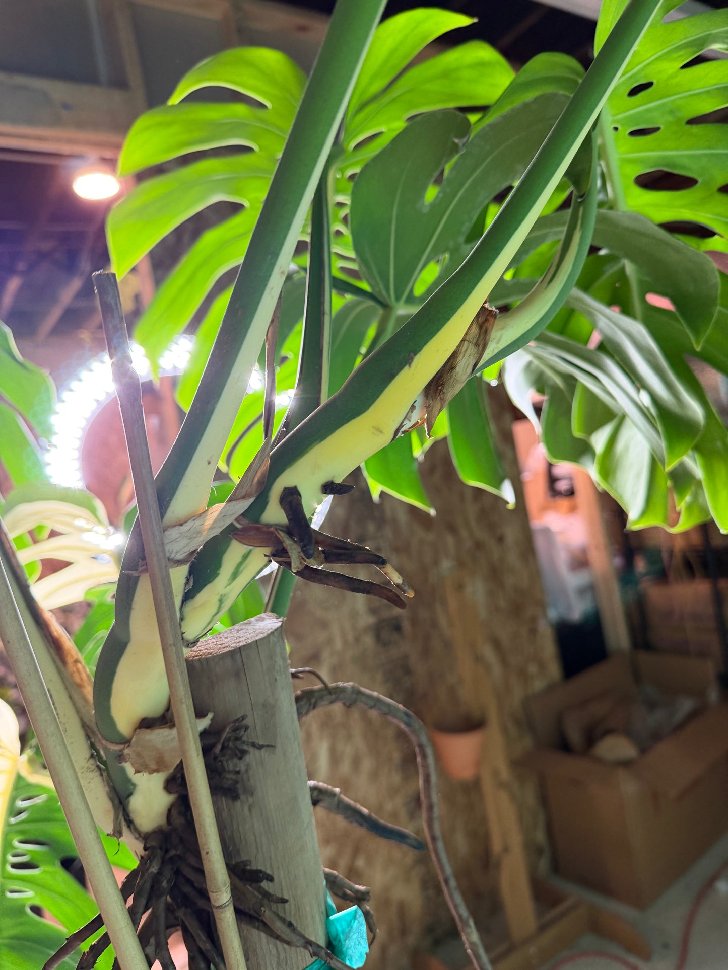 Monstera Deliciosa Albo 10”