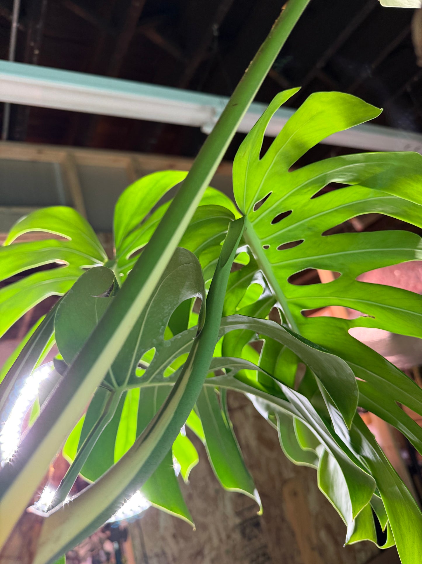 Monstera Deliciosa Albo 10”