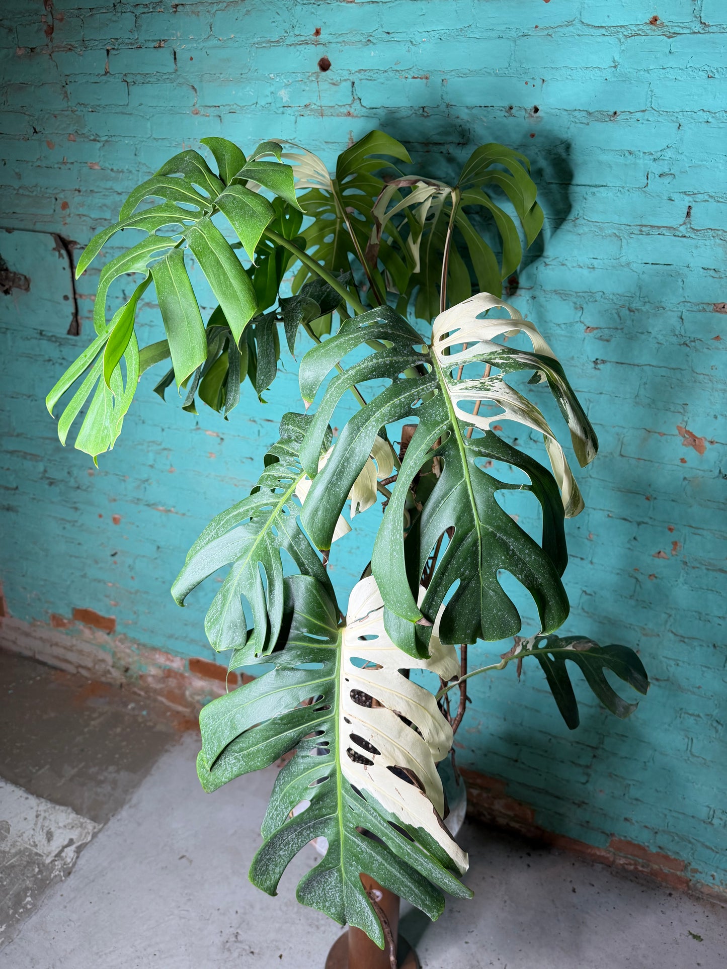 Monstera Deliciosa Albo 10”