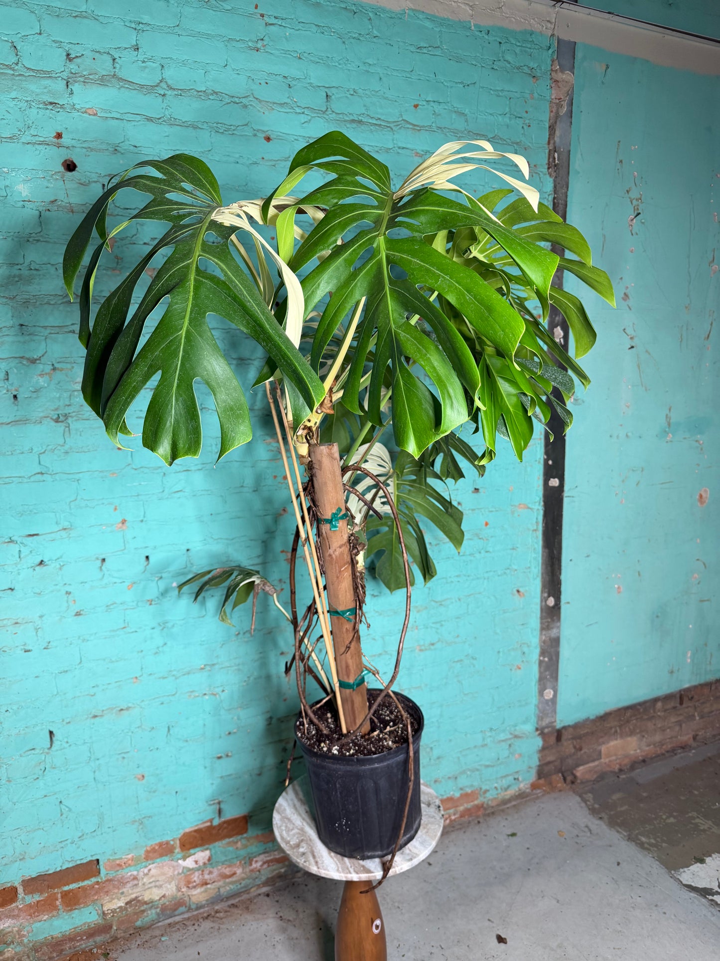 Monstera Deliciosa Albo 10”