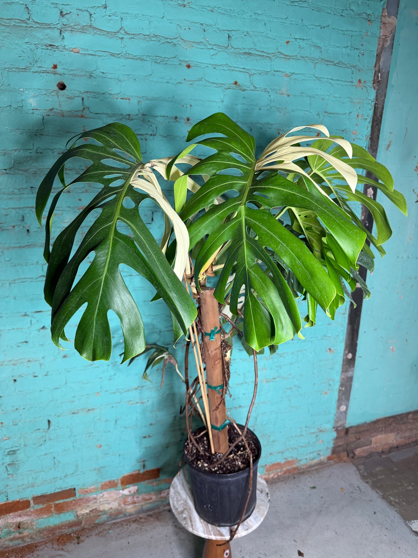 Monstera Deliciosa Albo 10”